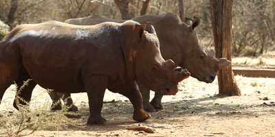 Rinoceronts amb les banyes tallades per caçadors furtius. (Foto: Reuters)